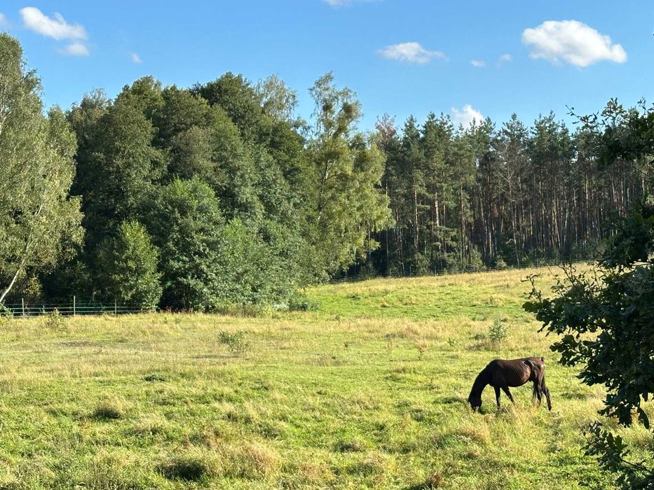 Sprzedam dzialki rolne