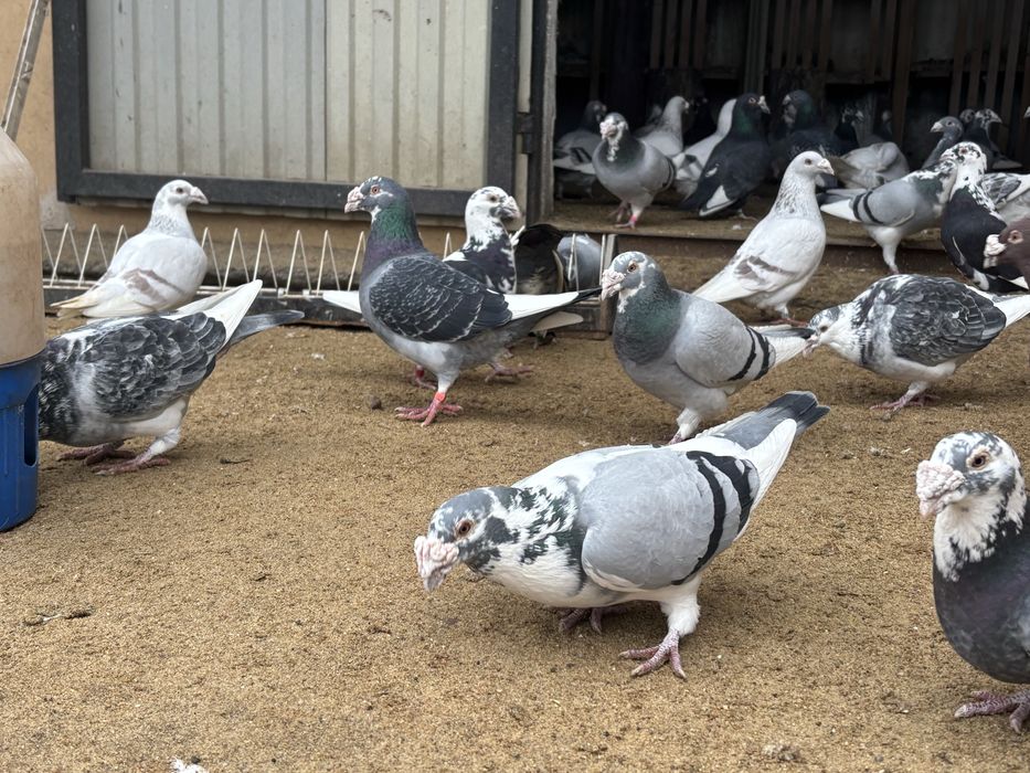 Gołębie Staropolskie