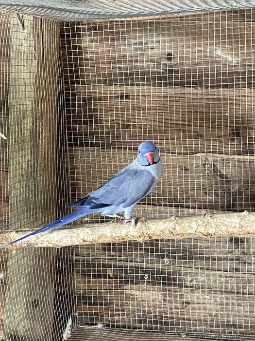 Disponivel todo o meu plantel de aves