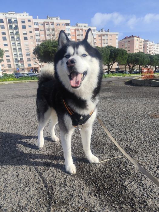 Procura -se namorada