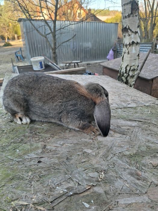 Samica baran francuski 10 miesięcy