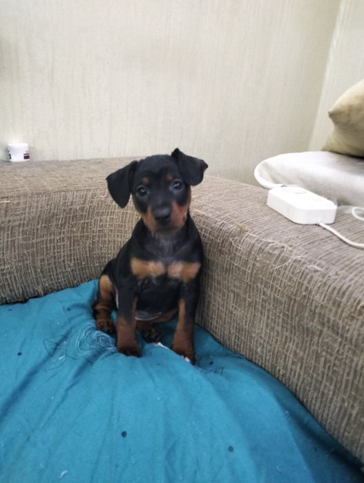 Цуценята цвєргпінчера