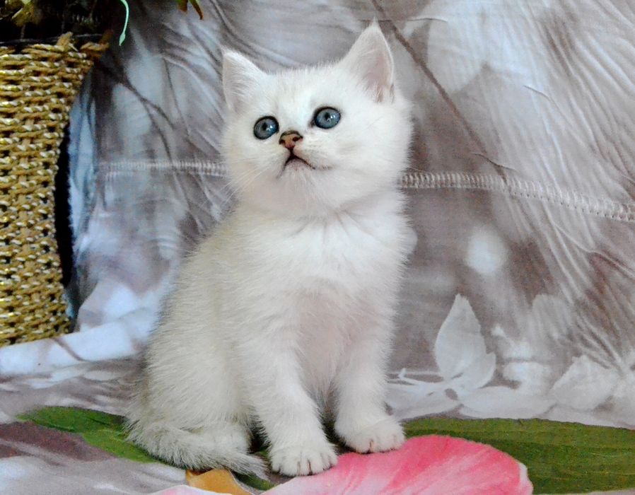Котята серебристые шиншиллы