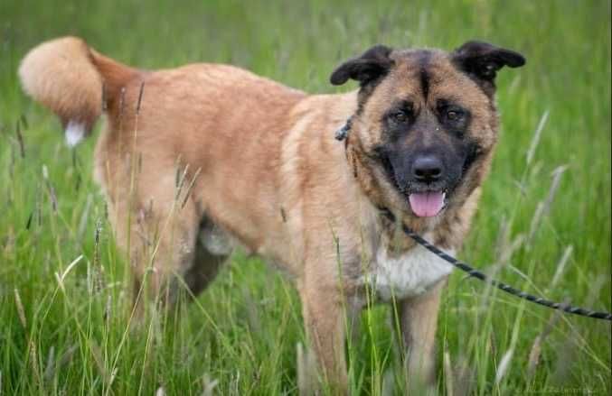 FOKUS duży pies o gołębim sercu