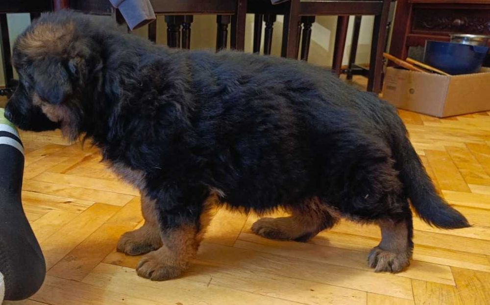 Owczarek niemiecki FCI długowłosy suczka