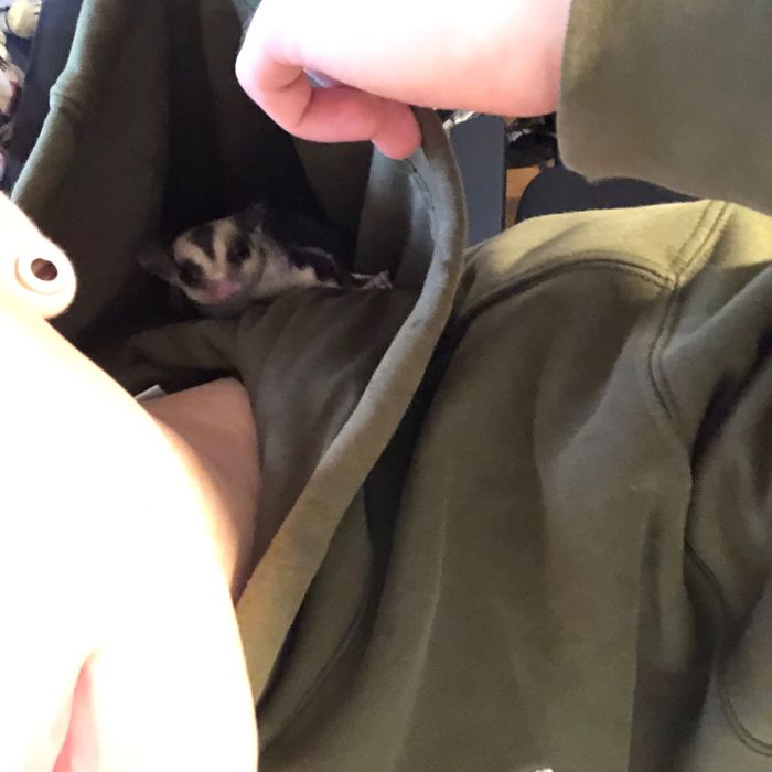 Lotopałanka Karłowata | Sugar Glider