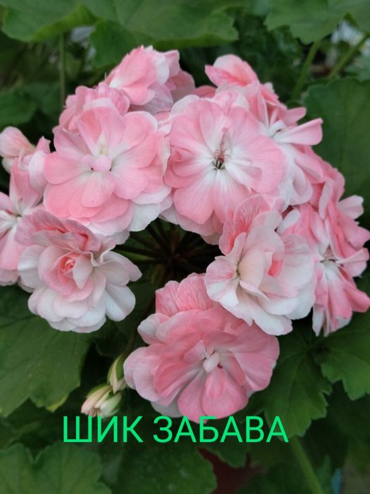 Сортова пеларгонія