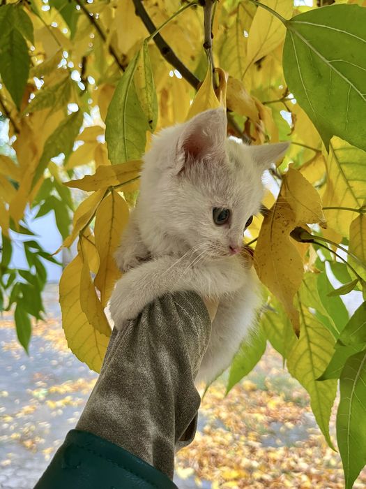 Котенок мальчик в поисках