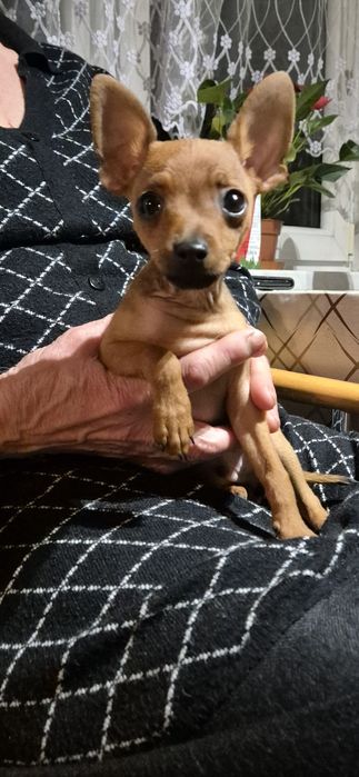 MINI Ratlerek- rudy chlopak