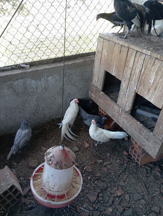 Galinhas Fénix , casal ou separado
