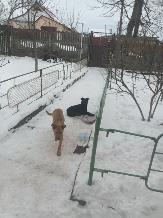 Віддамо цуценят в добрі руки.  Безкоштовно.

Цуценята грайливі, зовсім