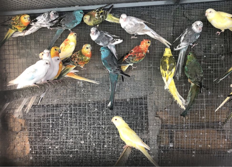 Red Rumped prontos a criar