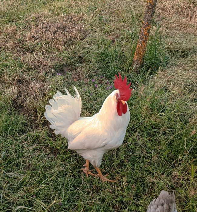 Galo Leghorn White