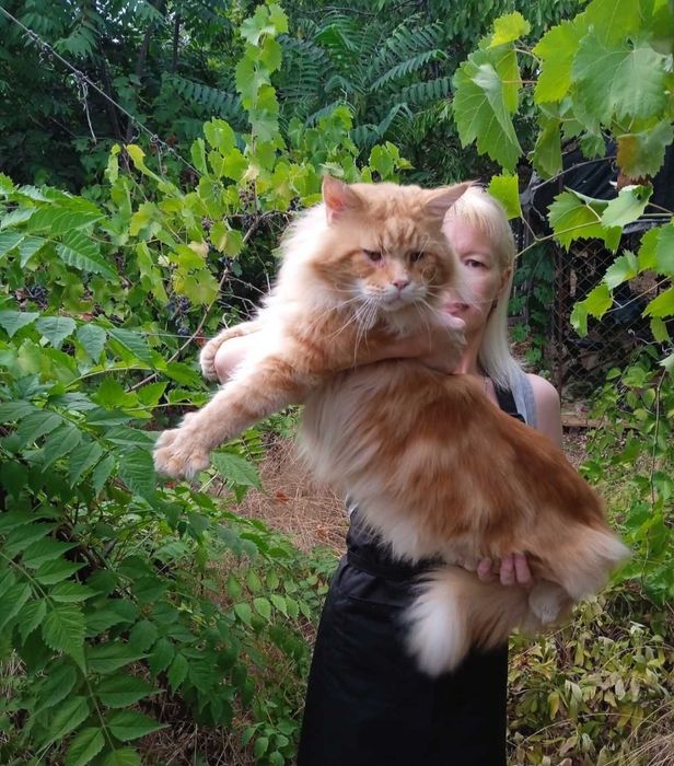 Мейнкун Клубный кот