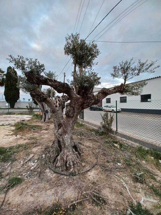 Oliveira Centenária Bonsai »»» must-have for landscape architecture!