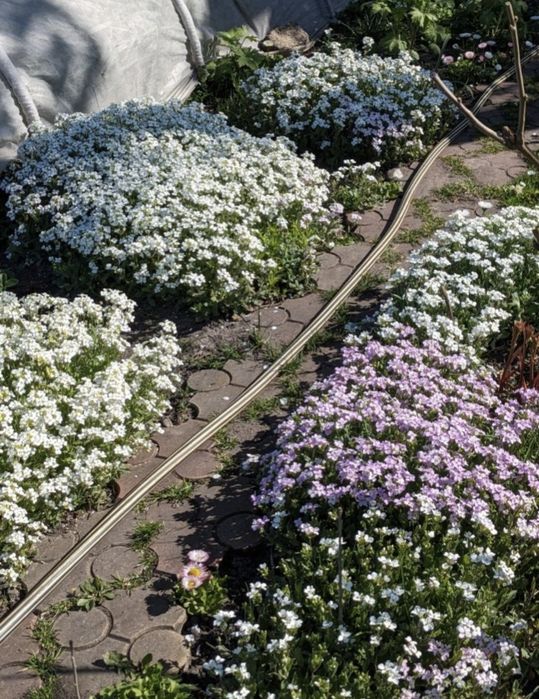 Пушкінія, примула, арабіс, гіацинт, хіонодоксія, аквілегія, хоста