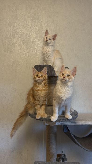 Кошенята Мейн Кун