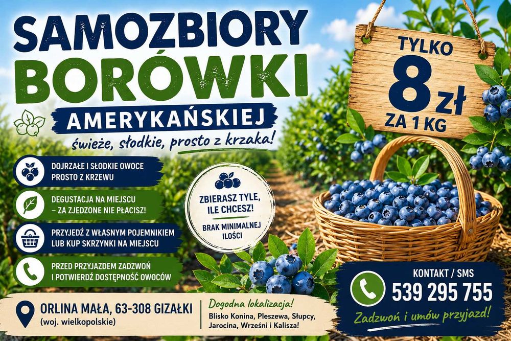 Samozbiory borówki amerykańskiej 10 zł/kg – Gizałki między Koninem a Pleszewem