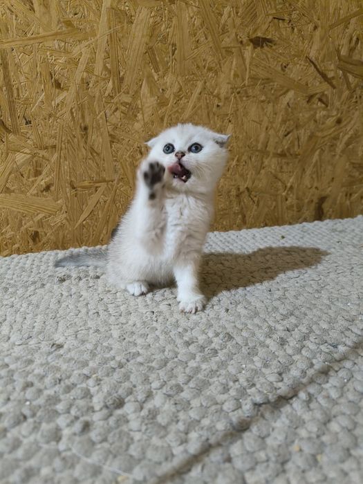 Шотландські висловухі кошенята