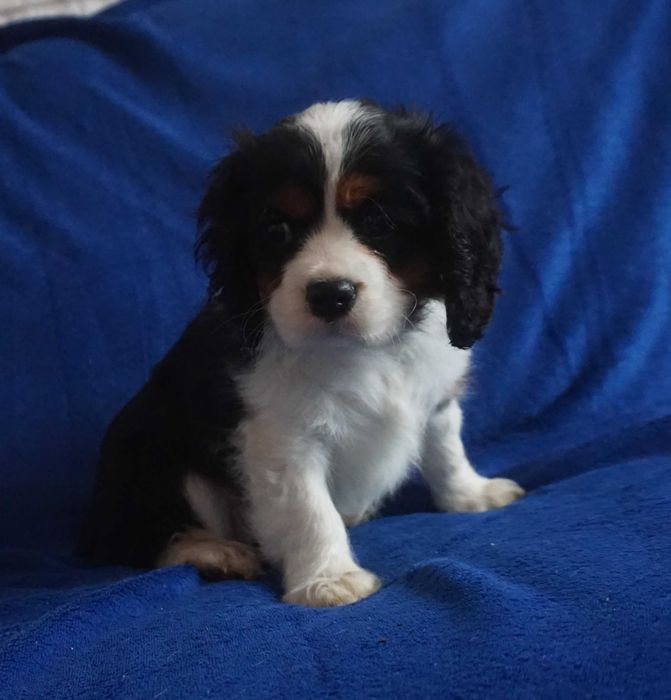 sunia tricolor cavalier king charles spaniel