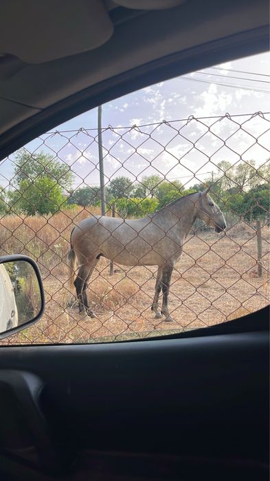 Égua PSL Pontuada Coberta e Confirmada