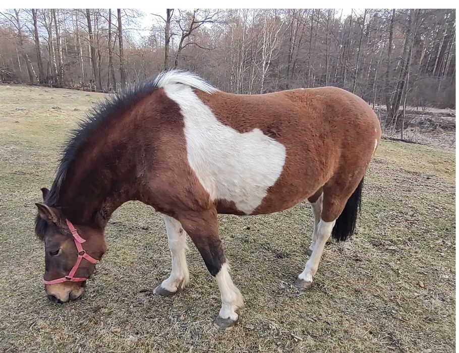 Klacz huculska, licencja