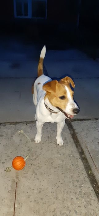 Джек-рассел для вязкі