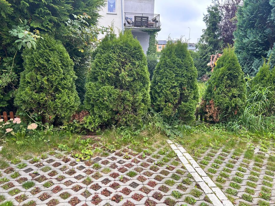 Tuje do wykopania, pojedyńcze 10 sztuk