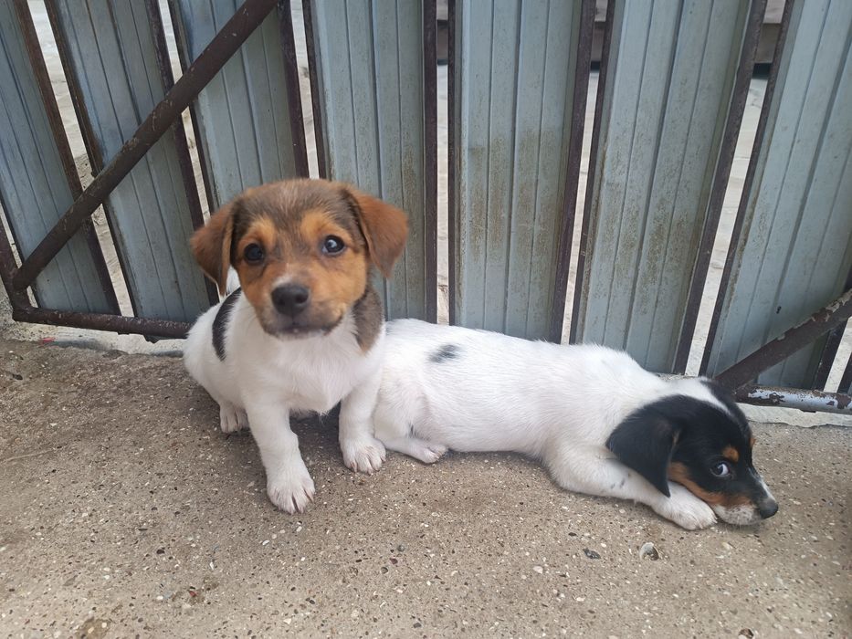 Мальчик и девочка привиты Одесса