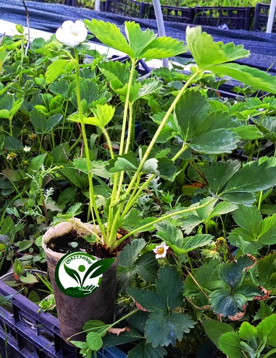 Саджанці - розсада полуниці Вікторія  НСД рем КСД рання середня пізня