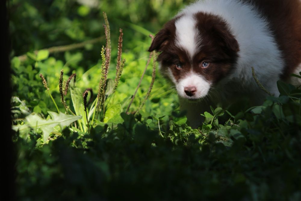 Owczarek Amerykański Miniaturowy MAS red merle minimal