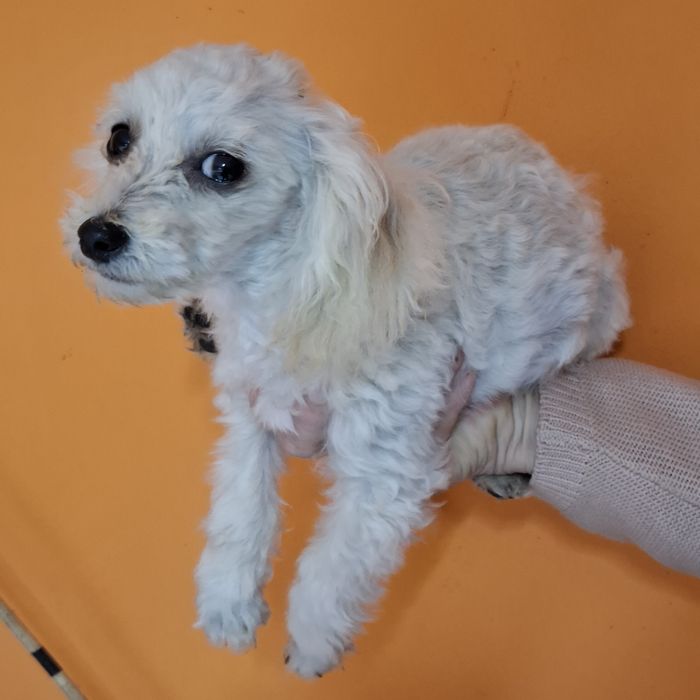 Maltipoo śliczny piesk