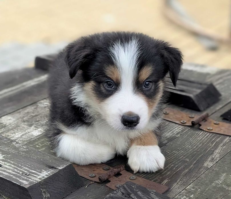 Border Collie pies samiec tricolor SHIRO przebadani rodzice