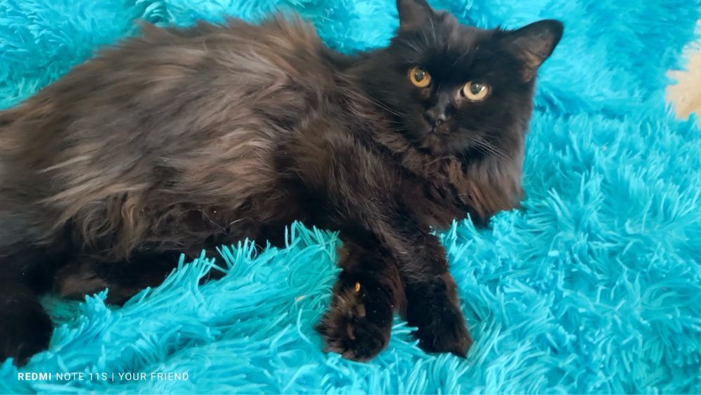 Кошка кошечка пушистая коты кішка кішечка киця