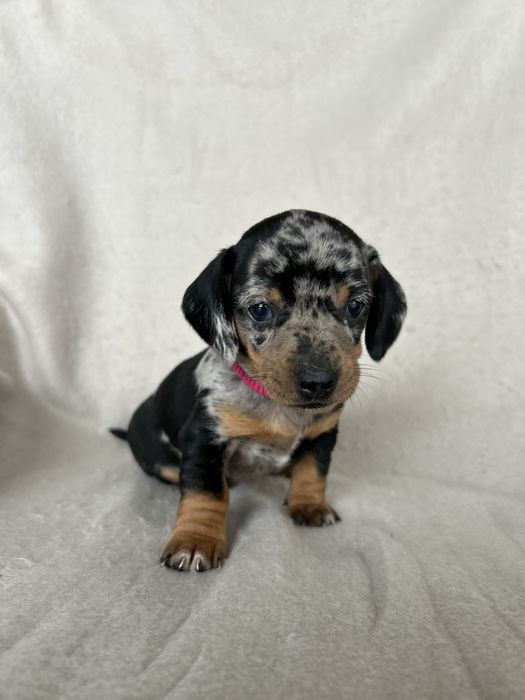 Jamnik Miniaturowy Krótkowłosy