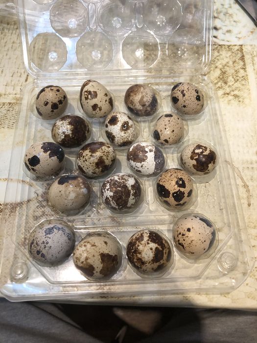 Jajka lęg przepiorka japońska, mix kolorów - 36 sztuk