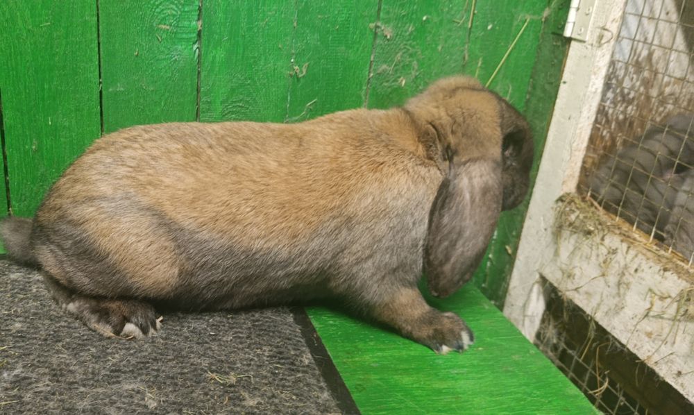 Samiczka baran francuski madagaskarowy