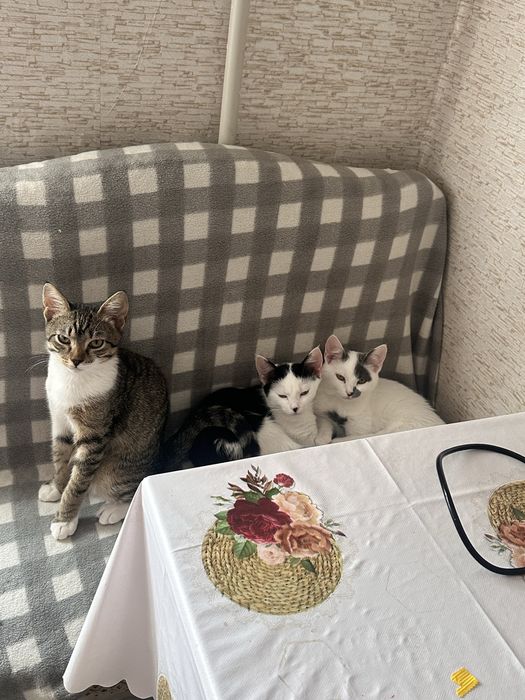 Подрощенные котята в самые заботливые и ответственные руки!