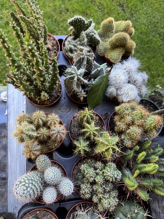 Сукуленти Суккулент. Succulents Кактус . Крассула. Венерина мухоловка