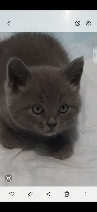Продам британське кошеня