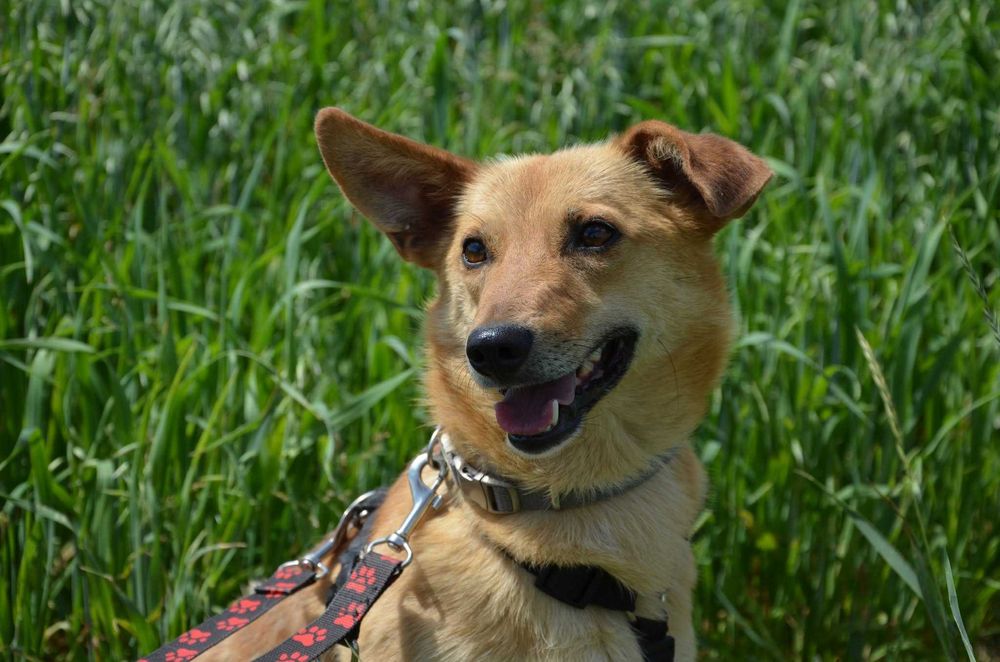 Dobby – około 2-letni psiak, który uczy się bliskości człowieka