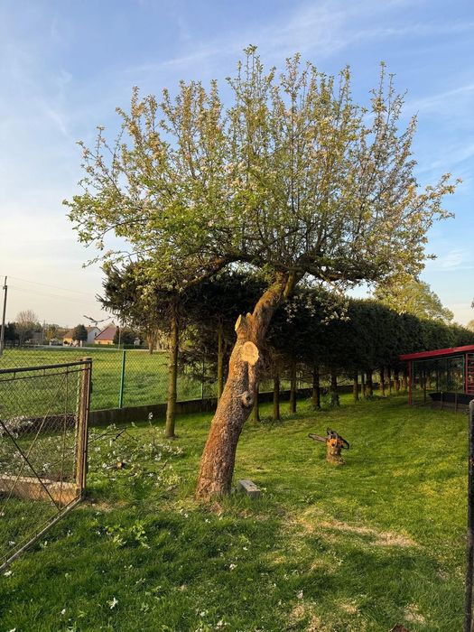 Od trawnika po drzewa – zadbamy o każdy szczegół Twojego ogrodu