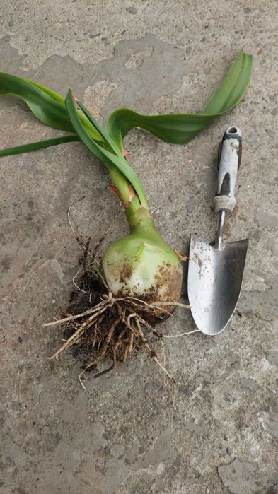 Cebula indyjska lecznicza.