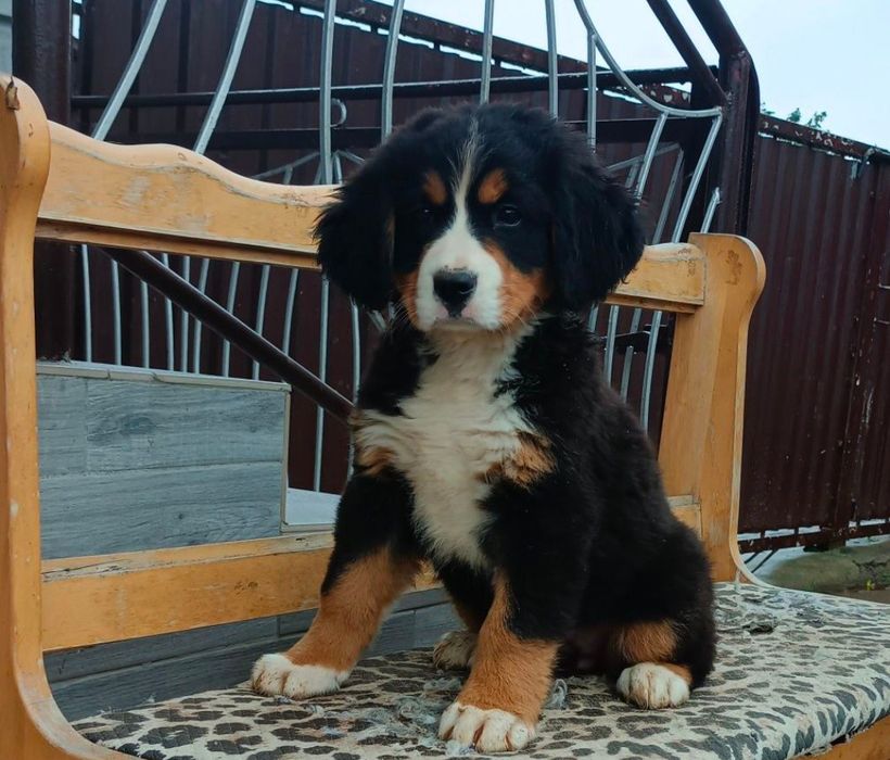 Szczeniak berneński pies pasterski