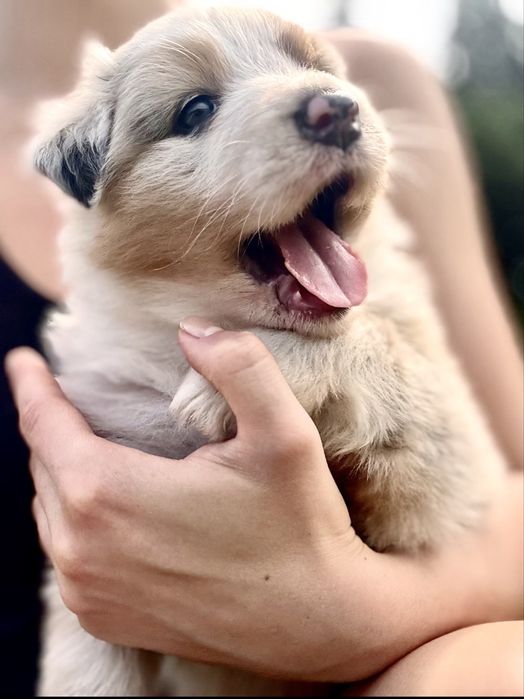 Owczarek australijski suczka blue merle