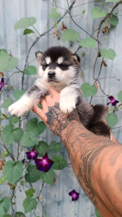 Красиві мальовничі хлопчики та дівчатка