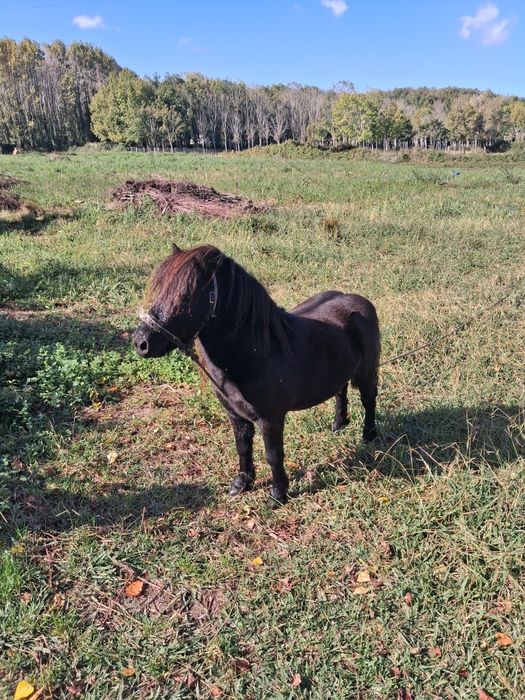 Ponei macho preto