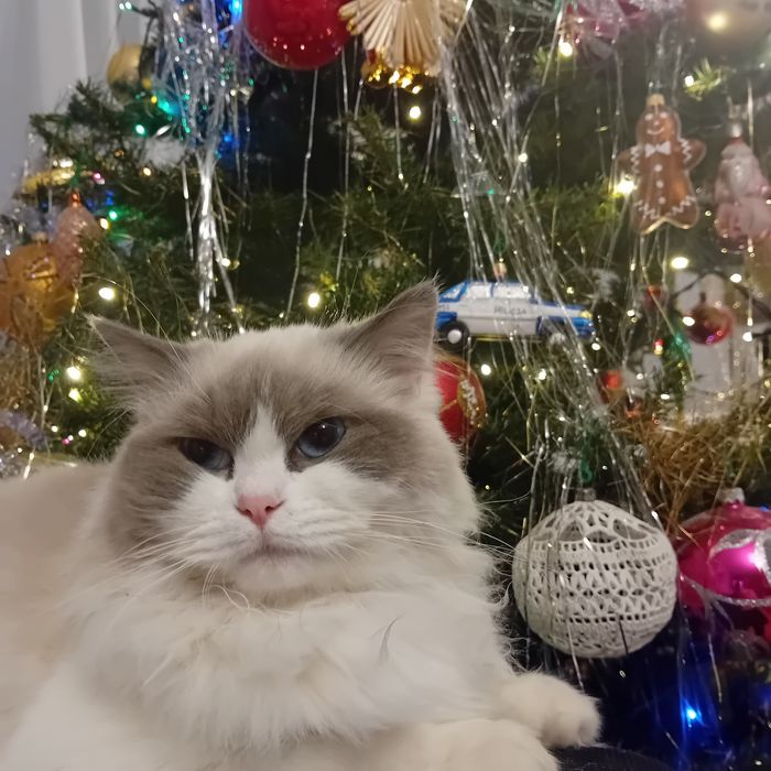 Kotka  Ragdoll z rodowodem