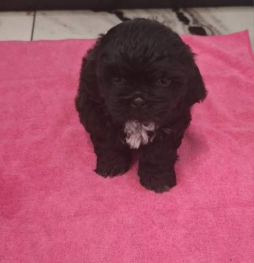 Śliczna Sunia Shih tzu