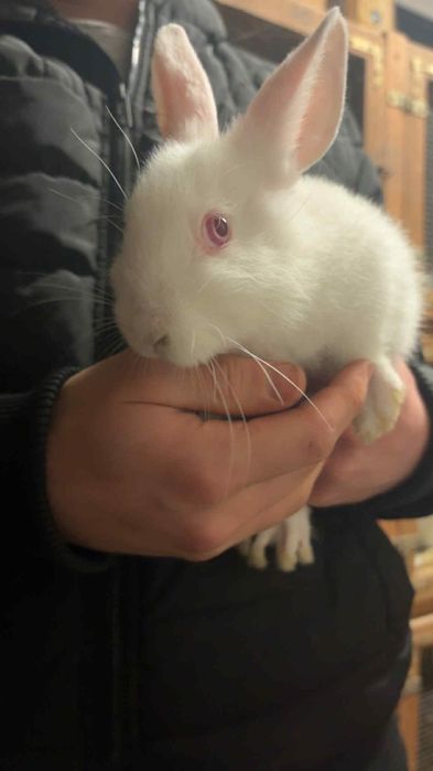 króliki termondy małe